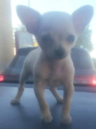 mini chihuahua blanco