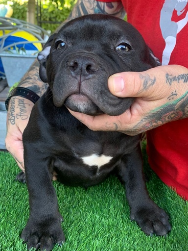 American bully pocket